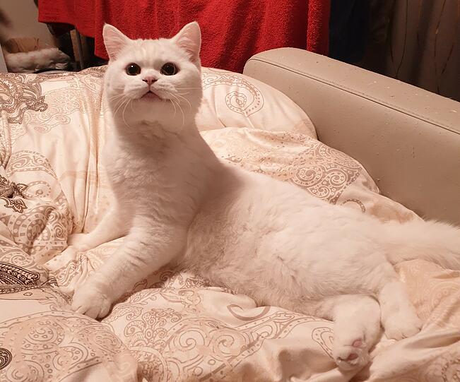 Luna