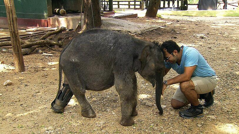 Beim Besuch der &bdquo;Elefanten in Sri Lanka&ldquo; trifft Adnan Maral den kleinen Namal: Der junge Dickhäuter verlor sein Bein in einer Falle.