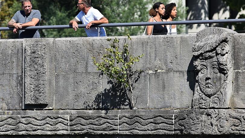 An der Corneliusbrücke wachsen gleich mehre Pflanzen.