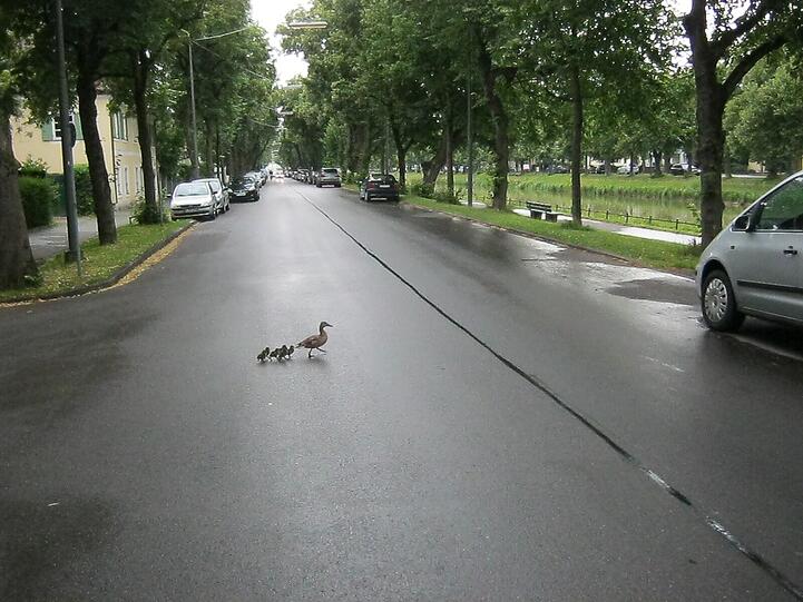 Macht's gut, kleine Enten!