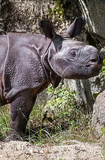 Das Nashorn-Baby aus dem Tierpark Hellabrunn heißt Puri.