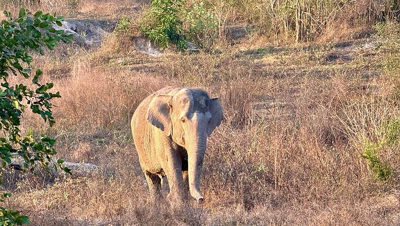 Asiatische Elefanten gelten als stark bedroht. (Archivbild)