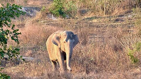 Asiatische Elefanten gelten als stark bedroht. (Archivbild)