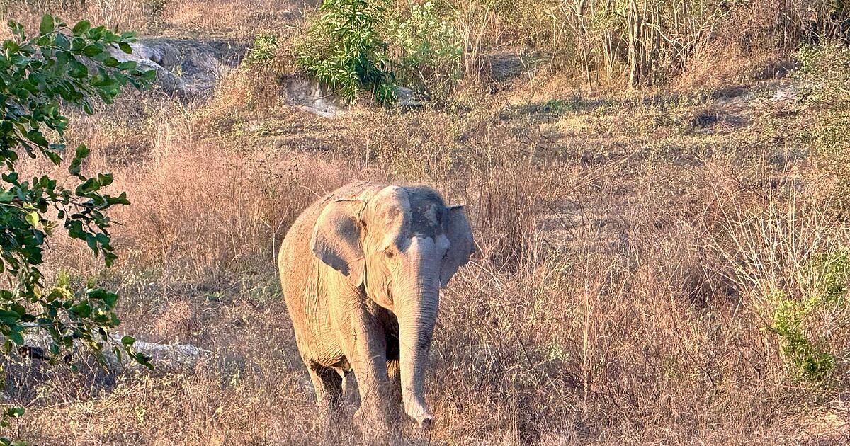 Wilder-Elefant-t-tet-Camper-in-thail-ndischem-Nationalpark