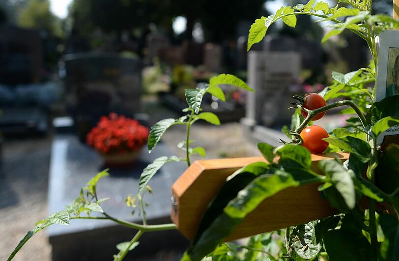 Ungewöhnliches Bild: Rote Tomaten hängen an einem Strauch auf einem Grab in Neuburg.