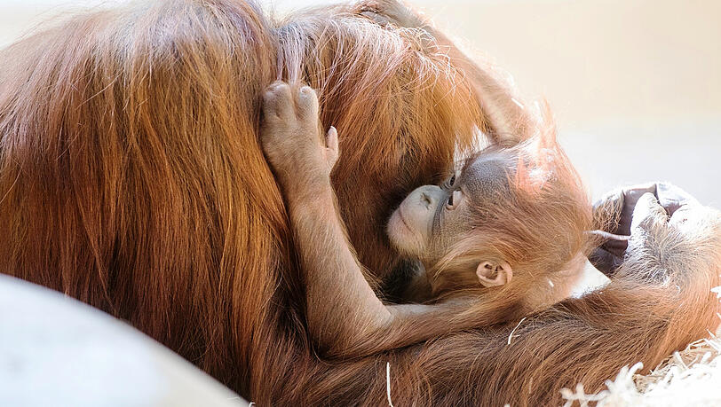 Quentin und Quinn heißen die beiden Orang-Utan-Babys aus Hellabrunn. Quentin und Quinn heißen die beiden Orang-Utan-Babys aus Hellabrunn.