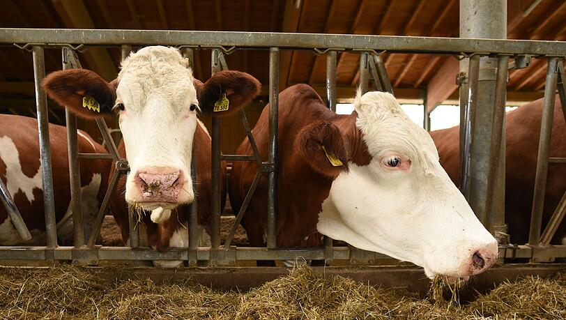 Der Besitzer bringt die Kuh schließlich in ihren Stall zurück. (Symbolbild) Der Besitzer bringt die Kuh schließlich in ihren Stall zurück. (Symbolbild)