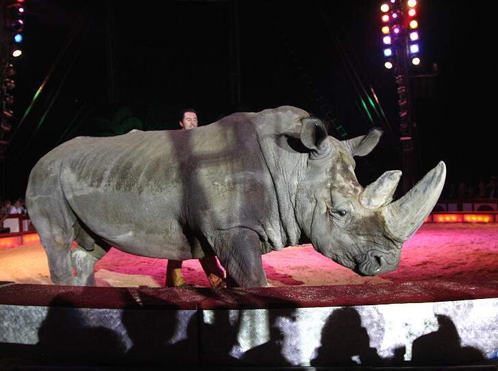 Die Bilder von der großen Circus-Krone-Premiere