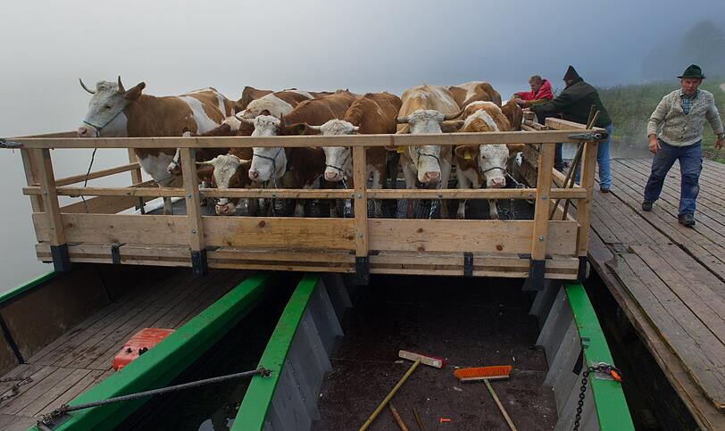 In zwei Kähnen werden die Kühe transportiert - die älteren Tiere kennen diese Tradition schon.