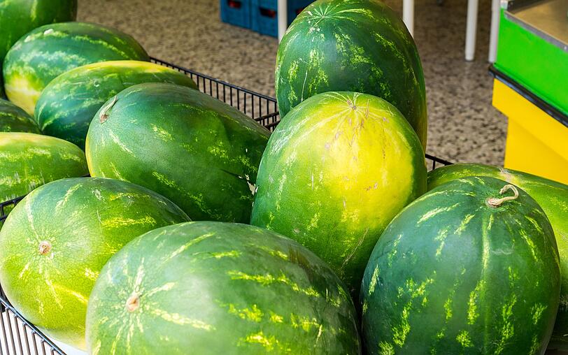 Zwei Merkmale verraten Ihnen, ob eine Wassermelone bereits reif ist. Wenn Sie beim Klopfen auf die Schale einen metallischen Klang hören, ist sie noch unreif. Klingt es eher dunkel und satt, sollte die Melone reif sein. Zusätzlich können Sie anhand der Farbe erkennen, wie es um die Reife steht. Wenn die Stellen, an denen die Melone auf dem Boden lag, leicht gelb verfärbt sind, ist sie reif. Sollte sie schon intensiv gelb sein, ist die Melone bereits überreif. Zwei Merkmale verraten Ihnen, ob eine Wassermelone bereits reif ist. Wenn Sie beim Klopfen auf die Schale einen metallischen Klang hören, ist sie noch unreif. Klingt es eher dunkel und satt, sollte die Melone reif sein. Zusätzlich können Sie anhand der Farbe erkennen, wie es um die Reife steht. Wenn die Stellen, an denen die Melone auf dem Boden lag, leicht gelb verfärbt sind, ist sie reif. Sollte sie schon intensiv gelb sein, ist die Melone bereits überreif.