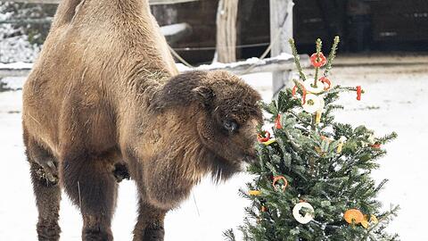 Ein Trampeltier knabbert an einem Tannenbaum.