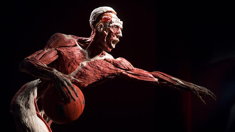 Ein Ganzkörperplastinat, das einen Basketballspieler darstellen soll, steht am 27.09.2017 in einer neuen Dauerausstellung im Alten Hallenbad in Heidelberg.