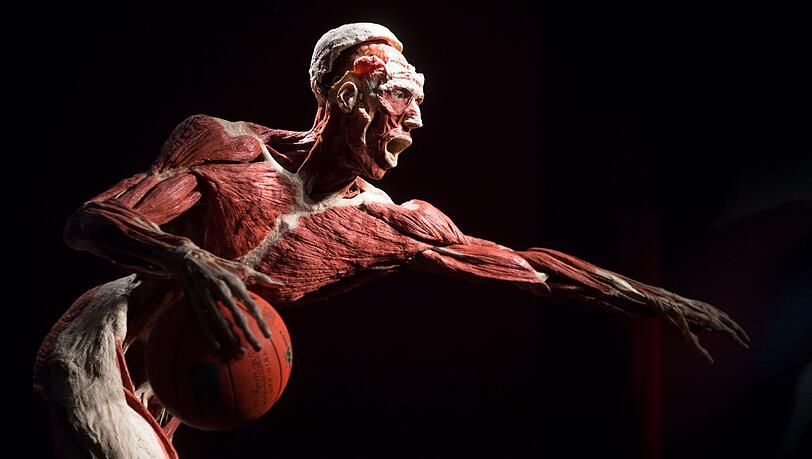 Ein Ganzkörperplastinat, das einen Basketballspieler darstellen soll, steht am 27.09.2017 in einer neuen Dauerausstellung im Alten Hallenbad in Heidelberg. Ein Ganzkörperplastinat, das einen Basketballspieler darstellen soll, steht am 27.09.2017 in einer neuen Dauerausstellung im Alten Hallenbad in Heidelberg.