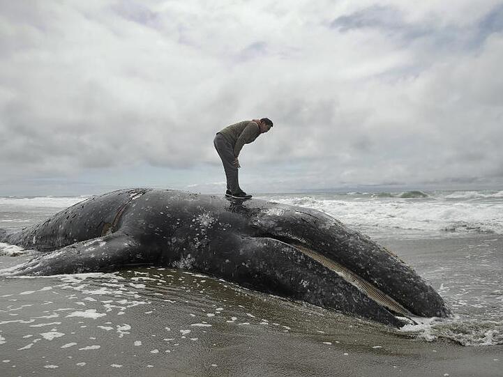Ein Mann steht auf dem angeschwemmten Kadaver eines Grauwals am Ocean Beach.