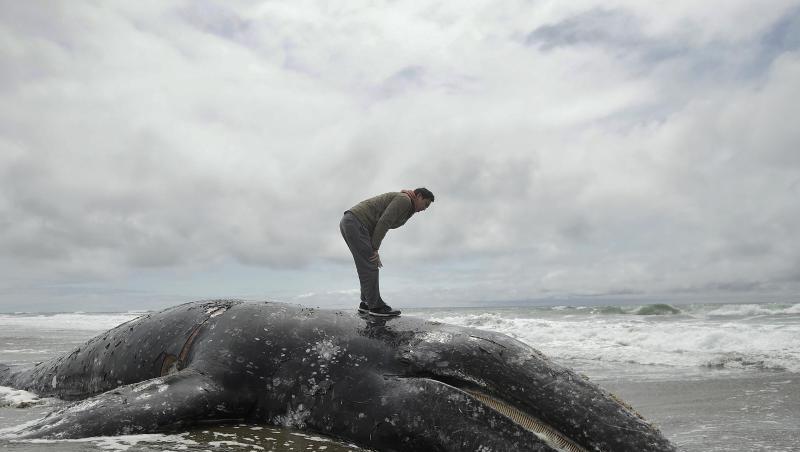 Ein Mann steht auf dem angeschwemmten Kadaver eines Grauwals am Ocean Beach. Ein Mann steht auf dem angeschwemmten Kadaver eines Grauwals am Ocean Beach.