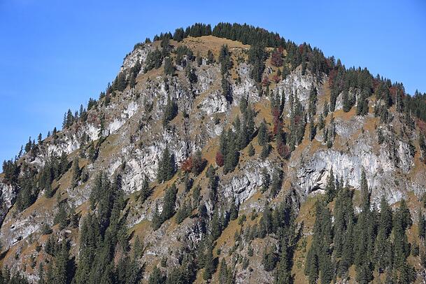 Dieser Anblick wird zunehmen: Nadelbäume stehen in den Steillagen der Allgäuer Alpen.
