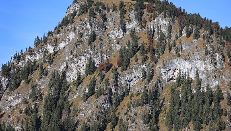 Dieser Anblick wird zunehmen: Nadelbäume stehen in den Steillagen der Allgäuer Alpen.