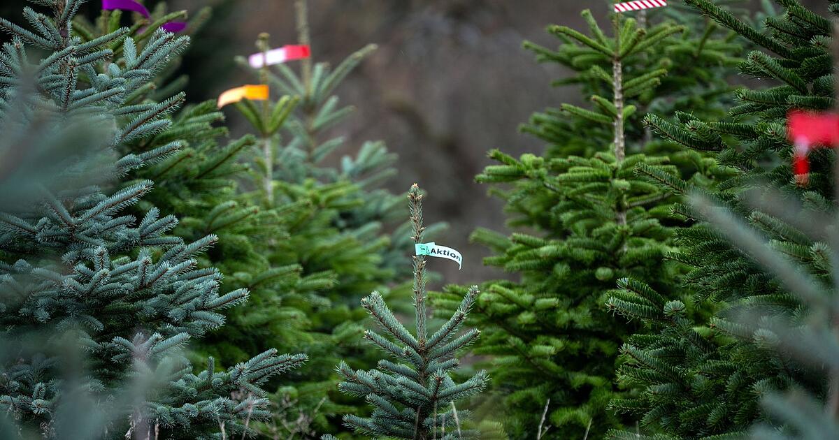 Wo-in-Bayern-die-Christb-ume-wachsen