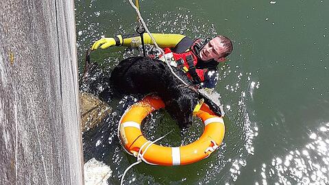 Die Feuerwehr hat einen Labrador aus der Isar gerettet. Der Hund war einfach in den Fluss gesprungen.