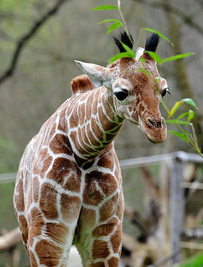 Publikumsliebling, jetzt mit Namen: Giraffen-Nachwuchs Naledi.