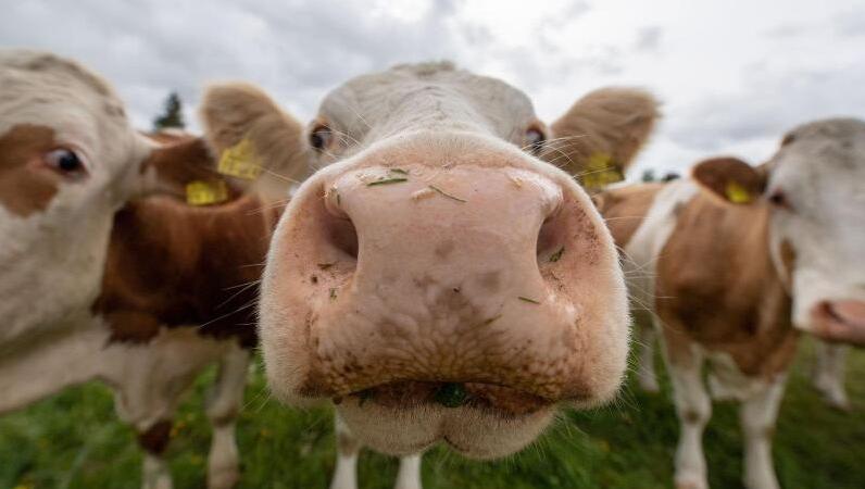 Kühe stehen auf einer Weide und reagieren auf die Kamera des Fotografen. (Symbolfoto) Kühe stehen auf einer Weide und reagieren auf die Kamera des Fotografen. (Symbolfoto)
