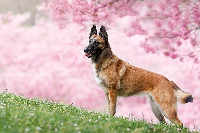 So sehen die Hunde die schönen Ecken Münchens.