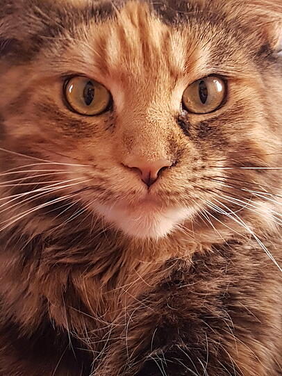 Lucy