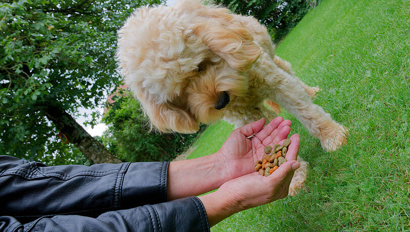 Zu fett und zu künstlich: Industriell hergestellte Hundeleckerlis enthalten oft nicht das, was sich Halter von ihnen versprechen. Die Zutatenlisten sind lang und unübersichtlich. Zu fett und zu künstlich: Industriell hergestellte Hundeleckerlis enthalten oft nicht das, was sich Halter von ihnen versprechen. Die Zutatenlisten sind lang und unübersichtlich.