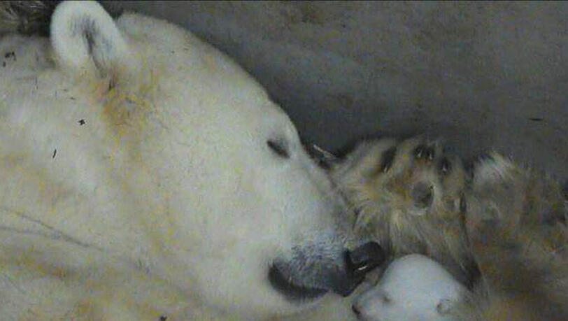 Eisbär-Mama Giovanna und ihr jüngster Nachwuchs. Eisbär-Mama Giovanna und ihr jüngster Nachwuchs.