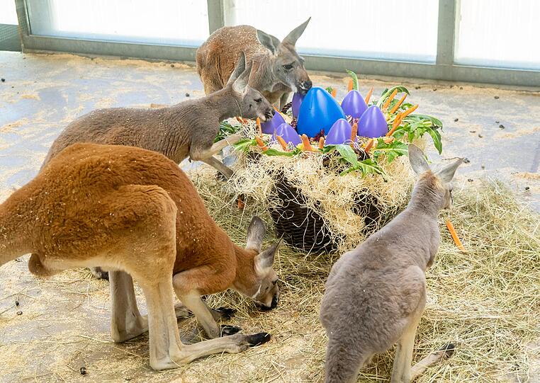 Familie Känguru steckt auch schon in den Oster-Vorbereitungen.