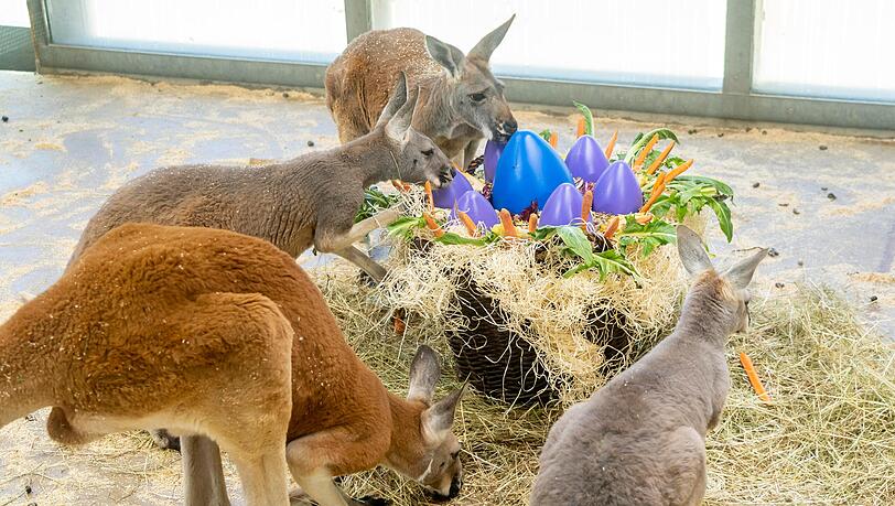Familie Känguru steckt auch schon in den Oster-Vorbereitungen. Familie Känguru steckt auch schon in den Oster-Vorbereitungen.