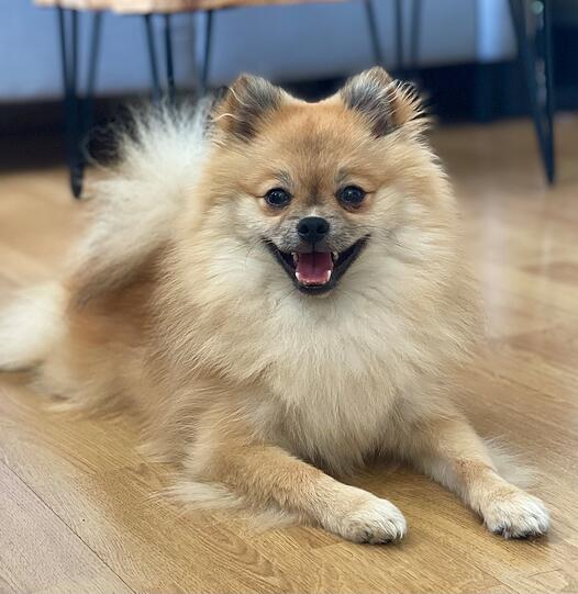 Loki