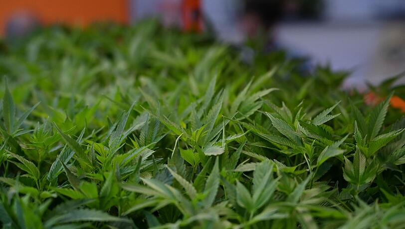 Die Polizei hat 400 Cannabis-Pflanzen beschlagnahmt. (Symbolbild) Die Polizei hat 400 Cannabis-Pflanzen beschlagnahmt. (Symbolbild)