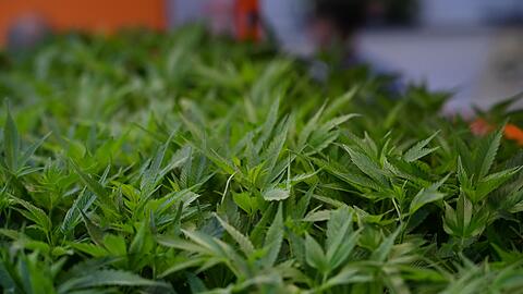 Die Polizei hat 400 Cannabis-Pflanzen beschlagnahmt. (Symbolbild)