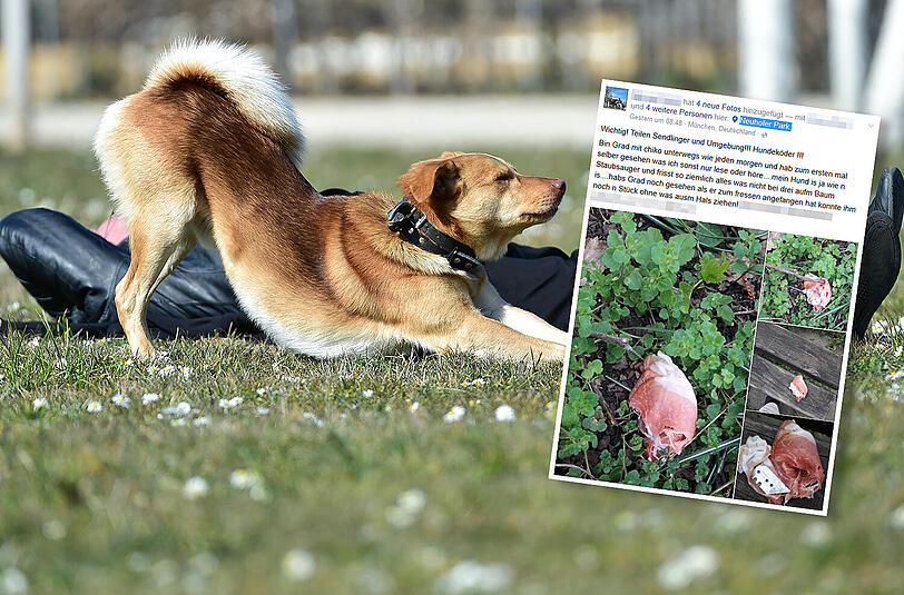 In Sendling hat eine Hundebesitzerin einen gefährlichen Hundeköder entdeckt.