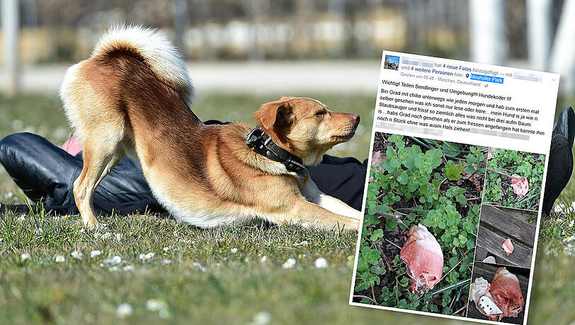 In Sendling hat eine Hundebesitzerin einen gefährlichen Hundeköder entdeckt. In Sendling hat eine Hundebesitzerin einen gefährlichen Hundeköder entdeckt.