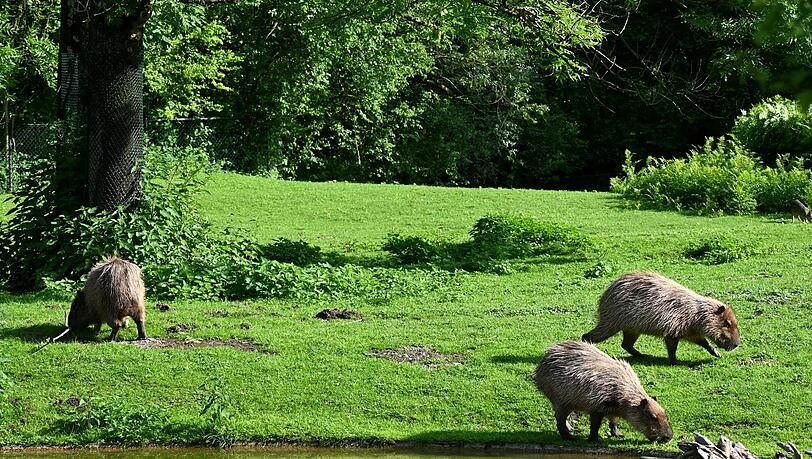 Die Capybara-Weibchen haben sich gut eingelebt.