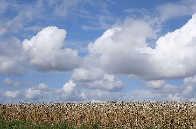Lissy Pawelka lichtete dieses Kornfeld ab.