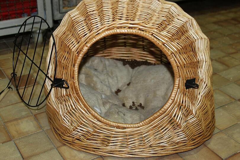 In diesem für zwei Katzen viel zu kleinen Weidekörbchen wurden die beiden wunderschönen Langhaarkatzen eingepfercht und in einen Hausflur abgestellt.