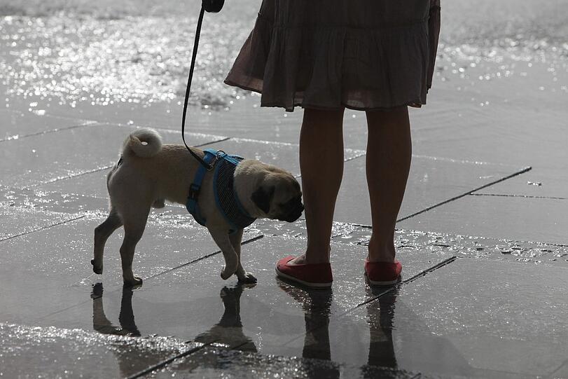 Da wird selbst der matte Schoßhund wieder mopsfidel.