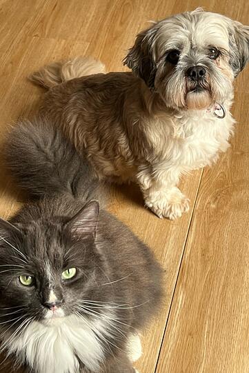 Kater Charly (Maine Coon) und Hundemädchen Mira