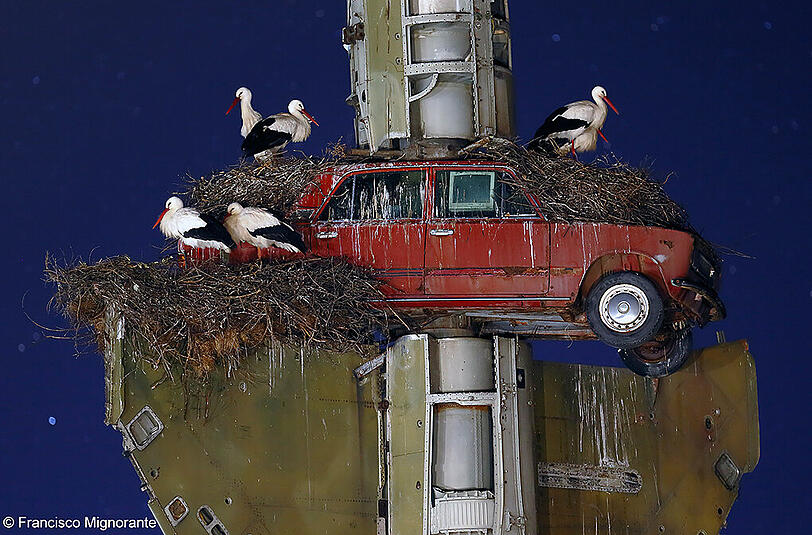 "Kunst am Nest": Auf dem Außengelände des Vostell-Malpartida Museums bei Cáceres (Spanien) haben sich sechs Störche in einer Installation des Deutschen Wolf Vostell eingerichtet, die u.a. aus einem Mig-Flugzeug und zwei Autos besteht.