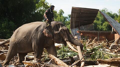 Die Dickh&auml;uter sind eine wertvolle Hilfe bei den Aufr&auml;umarbeiten auf Sumatra - aber die n&auml;chsten Regenf&auml;lle werden schon erwartet.