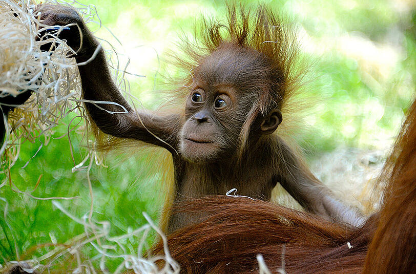 "Olivia" war die jüngste im Orang-Utan-Gehege in Hellabrunn. Mit nur elf Monaten ist sie nun gestorben.