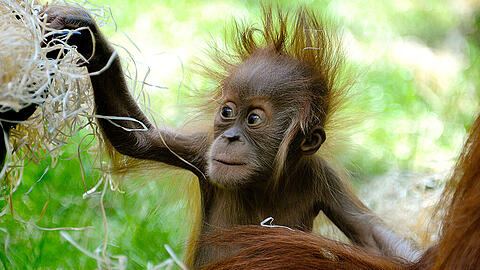 "Olivia" war die jüngste im Orang-Utan-Gehege in Hellabrunn. Mit nur elf Monaten ist sie nun gestorben.