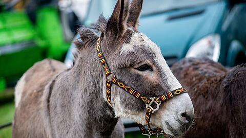 Es ist unklar, wie viele Esel in Deutschland gehalten werden. (Archivbild)