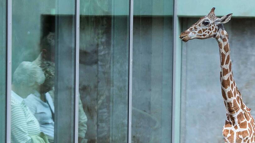 Die Klägerin prallte gegen die Glasscheibe des Geheges. Sie wollte die Giraffen in Hellabrunn bewundern.