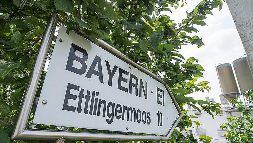 Bayern-Ei darf wieder produzieren - allerdings nicht für den direkten Verkauf an Endverbraucher. Bayern-Ei darf wieder produzieren - allerdings nicht für den direkten Verkauf an Endverbraucher.