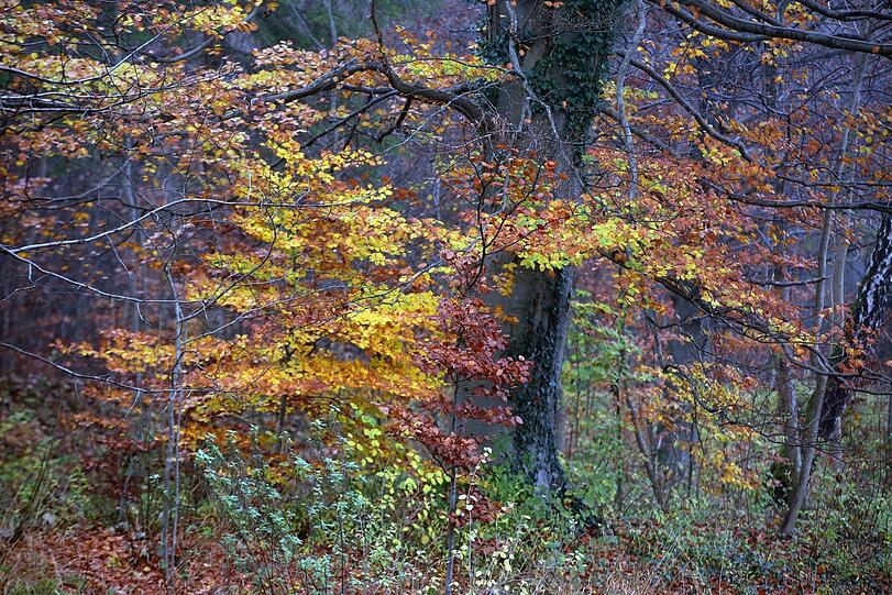 Ein bisserl Indian Summer - leider nicht mehr lange.