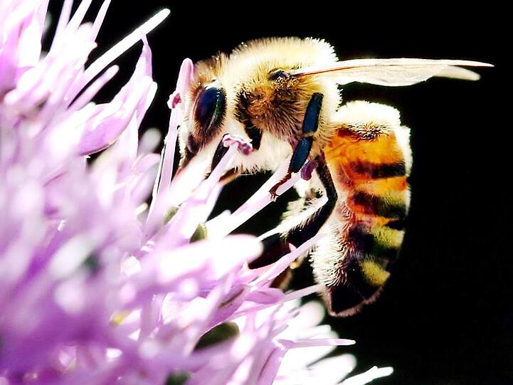 Das Agrar-Paket der Regierung beinhaltet Regelungen für den Schutz von Nutztieren und Insekten vor allem in der Landwirtschaft.